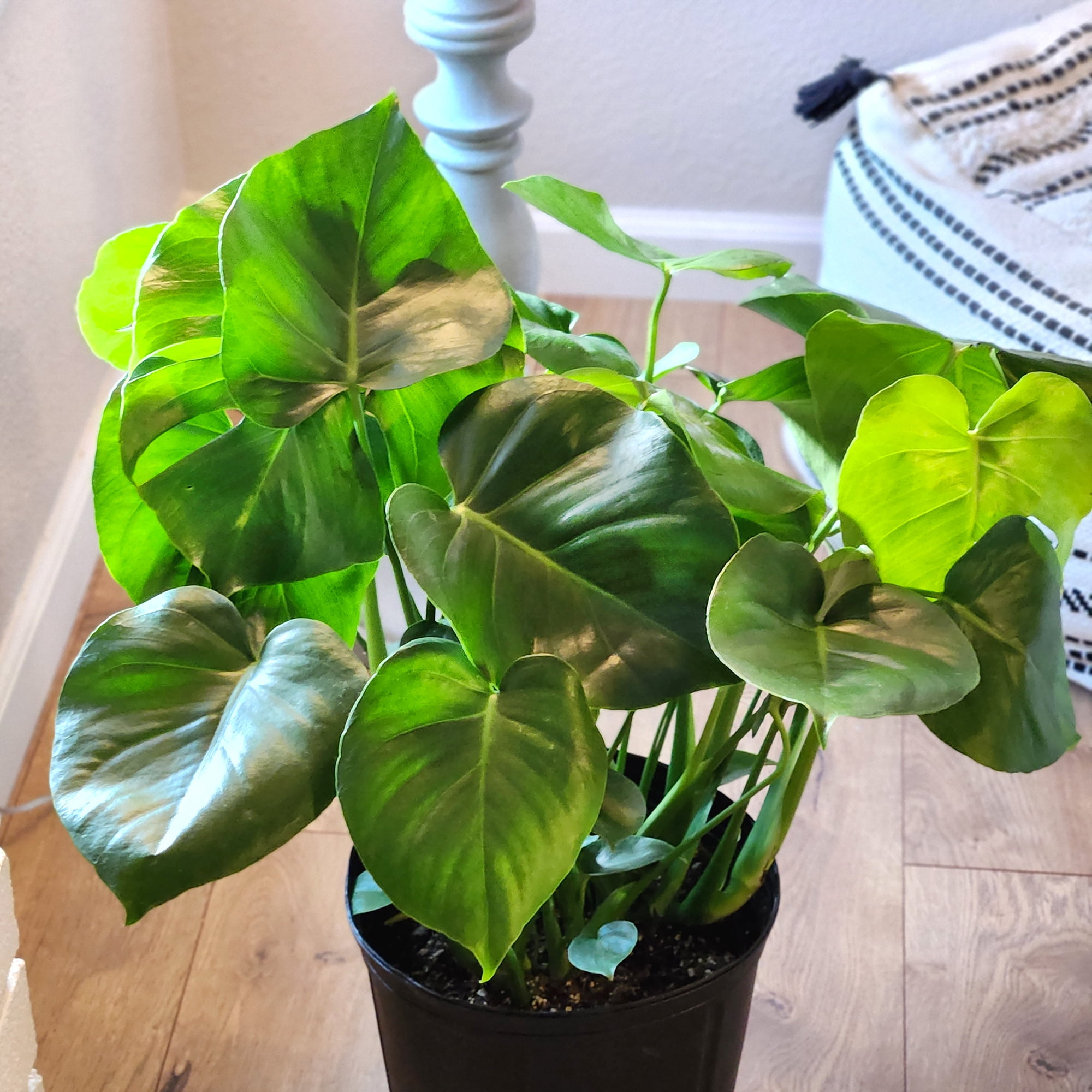 Monstera Tauerii in 10" Grower Pot, Air Purifying Live Plant