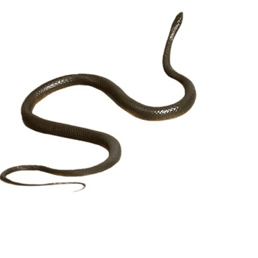 BESTSKY Rubber Snake,High-Quality Soft Rubber Snake Toy,Realistic Appearance Fake Snake