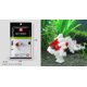 thumbnail image 1 of Mini bloques de construcción 3D, modelo de diamante con forma de animal, microladrillos, perro, gato, pájaro, alce, lobo, panda, guacamayo, juguetes para niños, regalos de cumpleaños, 1 of 5