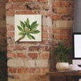 thumbnail image 5 of Epic Graffiti 'Front Yard Succulent I' by Silvia Vassileva, Canvas Wall Art, 12"x12", 5 of 8