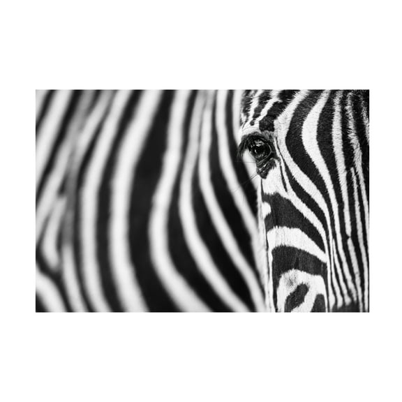 Trademark Fine Art Richard Guijt Zebra Stripes Canvas Wall Art