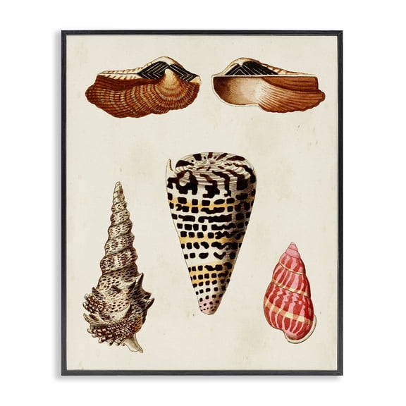 Stupell Industries Coastal Antique Spiral Sea Shells Black Framed Giclee Art, 11 x 14, by G.W. Knorr