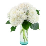 5 White Hydrangea by Arabella Bouquets with a Free Hand- Blown Glass Vase (Fresh-Cut Flowers)