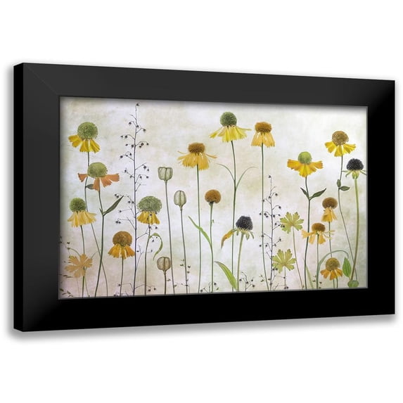 Disher, Mandy 18x13 Black Modern Framed Museum Art Print Titled - Helenium