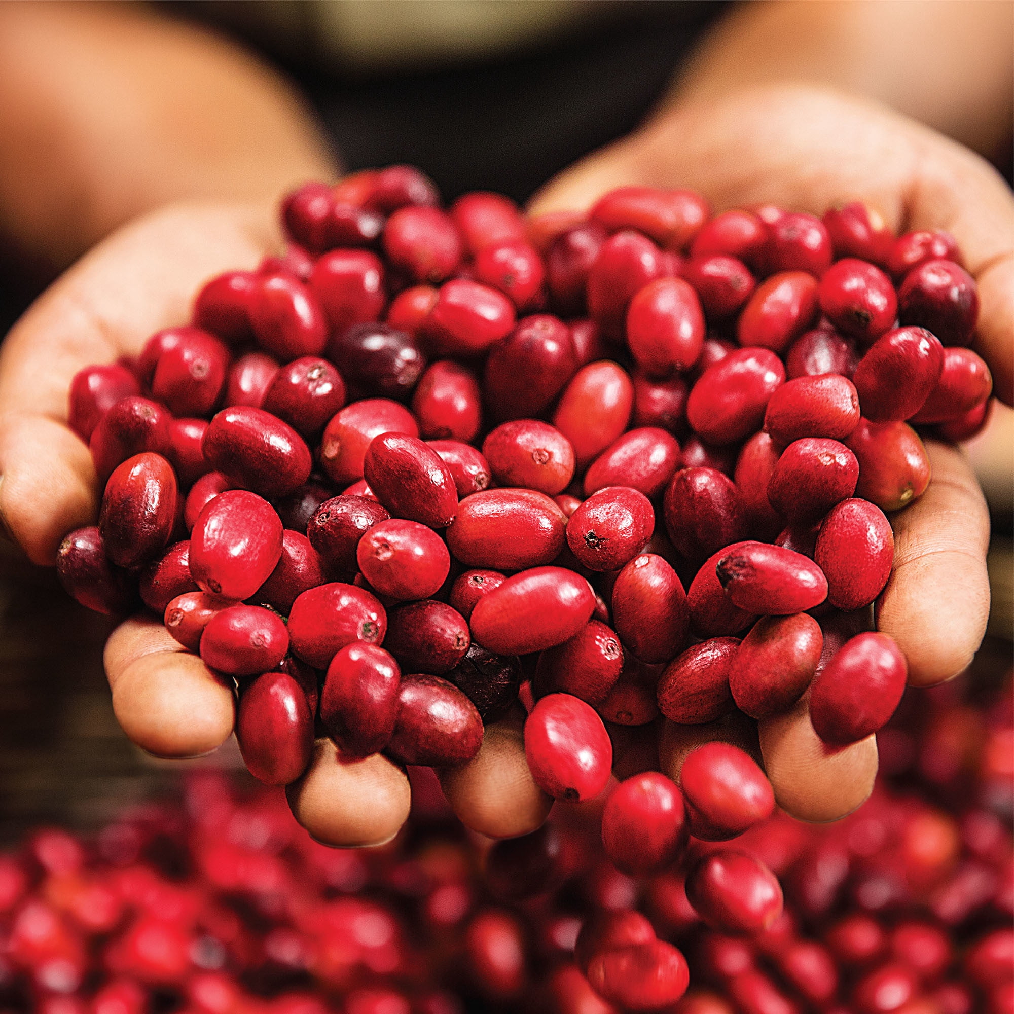 dark magic coffee beans