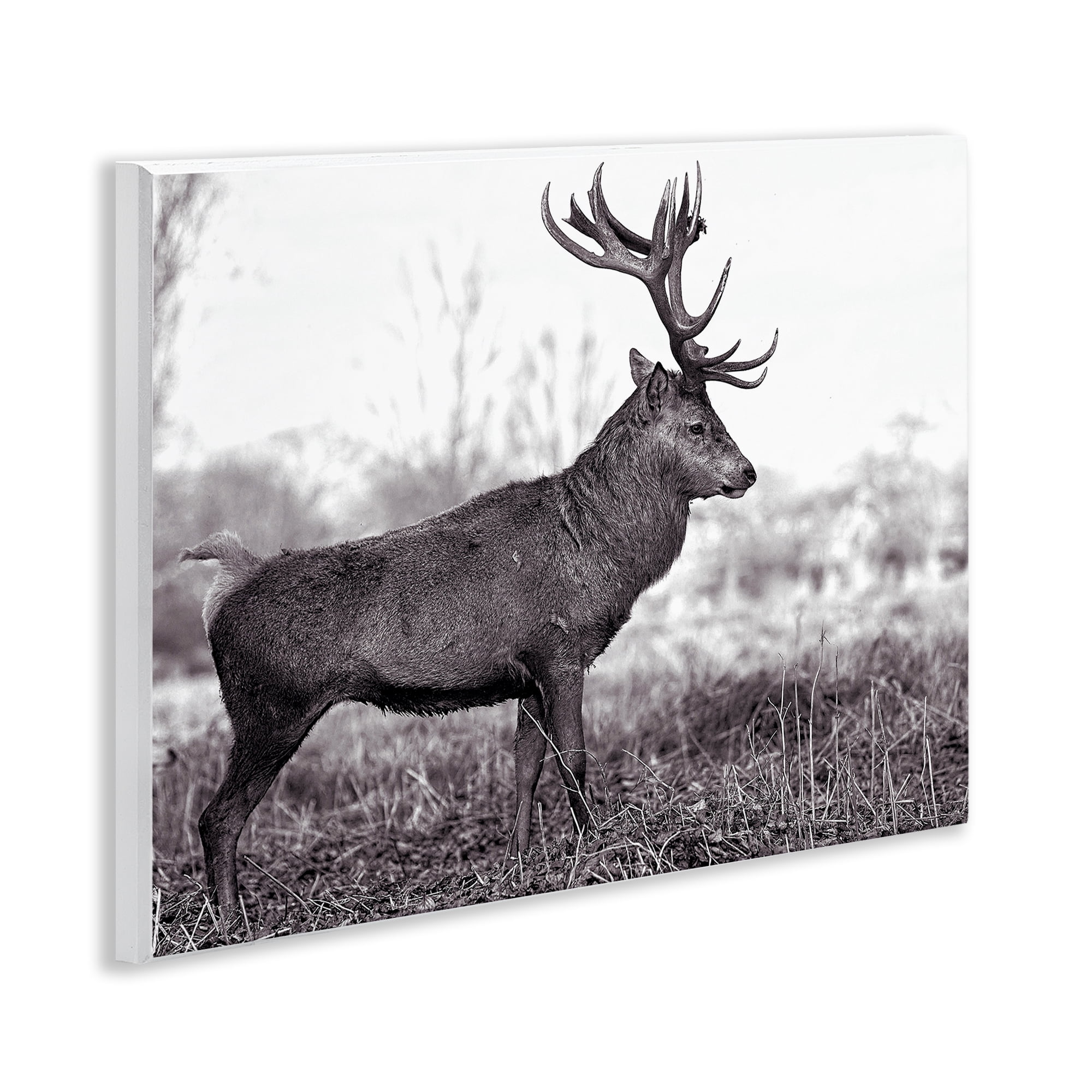 Stupell Industries Elk in Peaceful Forest Animals & Insects Photography Unframed Art Print Wall Art, 14 x 11
