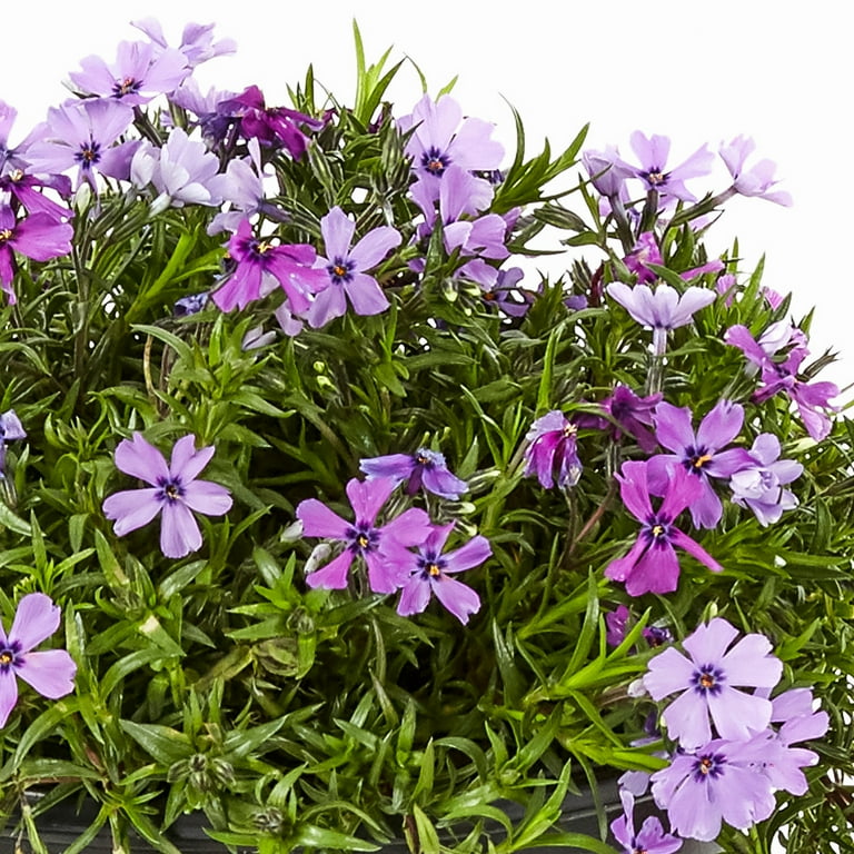 Expert Gardener 1QT Purple Phlox Subulata Live Perennial Plant Sun