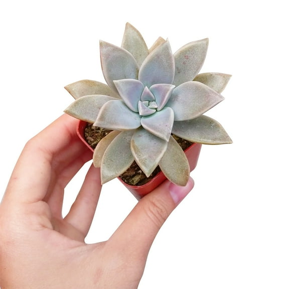 Ghost Plant Graptopetalum Paraguayense (2"  Plastic Pot) - Tiny, Lovely, Easy to Care Succulent - Live Succulent for Home Office - Succulents Box