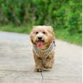 thumbnail image 6 of Dogs Adjustable Harness and Leash Set,Step in Dog Harness and Leash Vest Harness for Small and Medium Dogs, 6 of 6