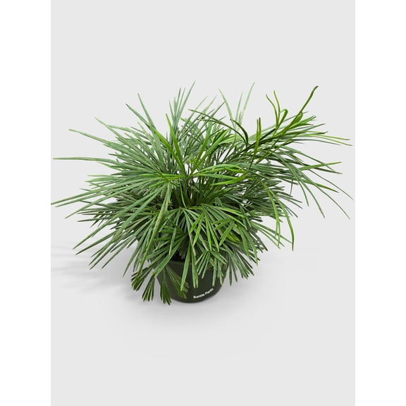 Eyelash Fern 'Actiniopteris Australis' - Live Air-Purifying Indoor Plant in Nursery Pot – Easy Care, Low Maintenance Houseplant for Home & Office Decor, Natural Air Cleaner, Best for Beginners