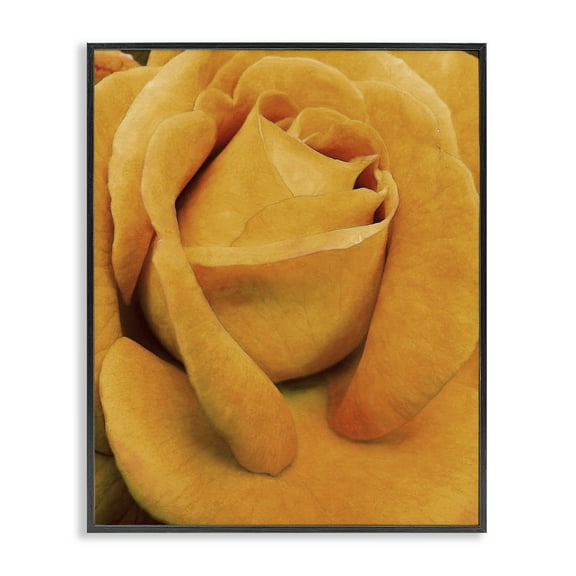 Stupell Industries Yellow Rose Close Up Botanical & Floral Painting Black Framed Art Print Wall Art, 11 x 14