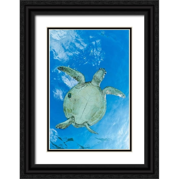 Melesan, Serge 11x14 Black Ornate Wood Framed with Double Matting Museum Art Print Titled - ThAc worm