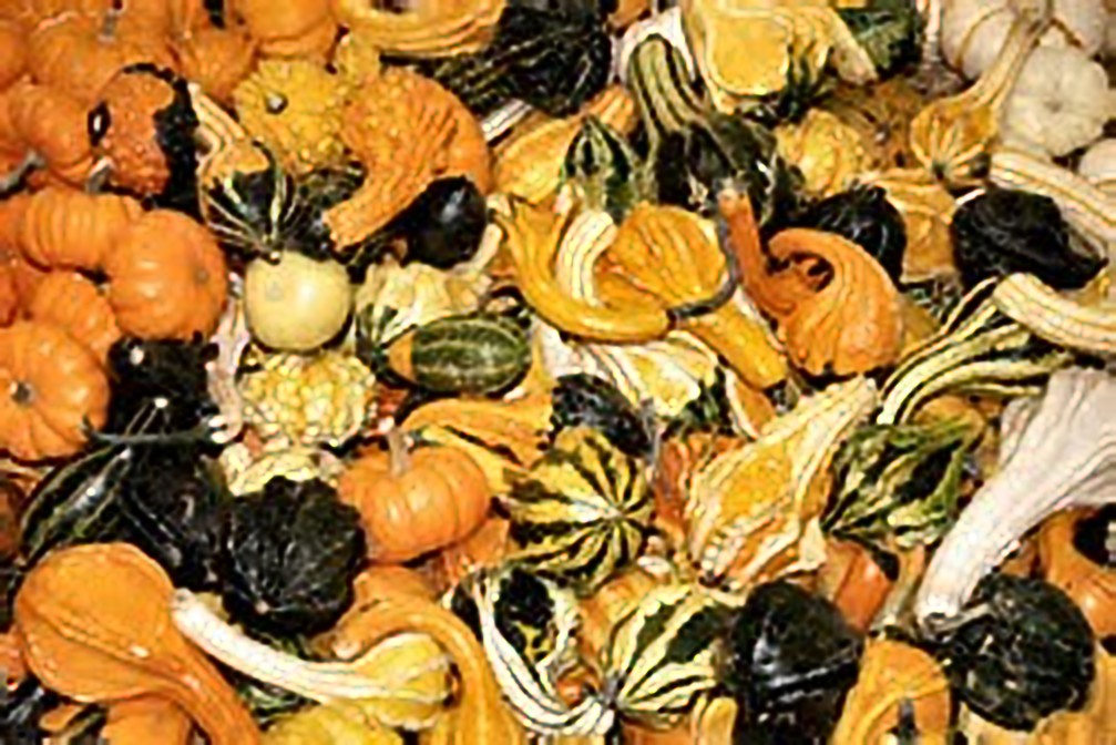 Gourd Small Mix Great Heirloom Vegetable by Seed Kingdom Bulk 300 Seeds