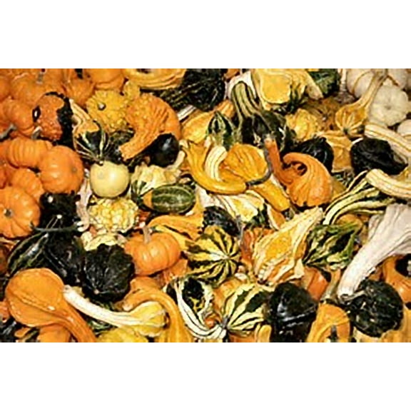 Gourd Small Mix Great Heirloom Vegetable by Seed Kingdom Bulk 300 Seeds