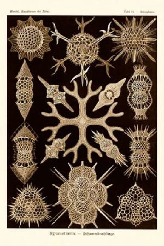 Haeckel Nature Illu