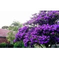 thumbnail image 5 of Tibouchina Dwarf  3 Extra Large 3 Gallon Plants  Tibouchina granulosa Compacta  Vibrant Purple Blooms  Garden Showstopper, 5 of 8
