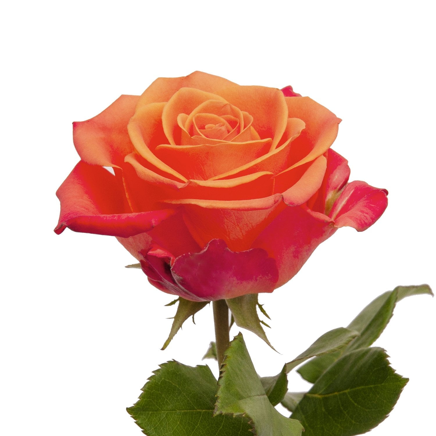 Orange Roses - Farm Direct Fresh Cut Flowers - 100 Stems