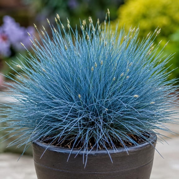 1 Clump Blue Fescue Live Plant Ornamental Grass Plant, Hardy Grass Shrub, Vibrant Blue Grasses Bush in 4" Pot