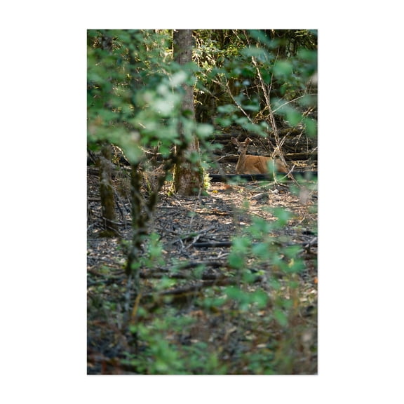 Silent Doe Among Portland Oaks’ Gentle Brush - Portland Oregon Photography Deer Wildlife Forest Nature Woodland Wilderness Autumn Unframed Wall Art Print 4 x 6 inches