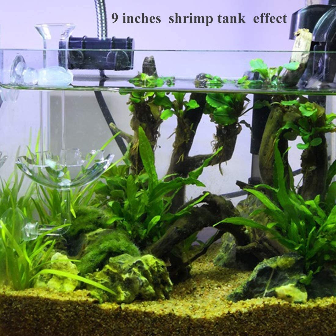 JZMYXA Aquarium Shrimp Feeding Dish Bowls High Transparent Acrylic Material 2 Pieces 