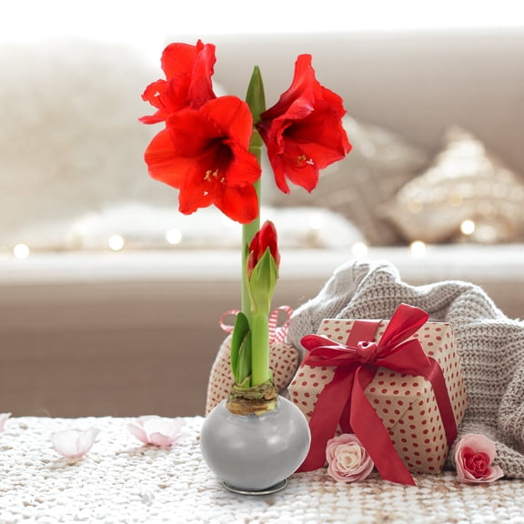 National Plant Network Live Ornamental Silver Waxed Amaryllis with Red Blooms Indirect Sunlight