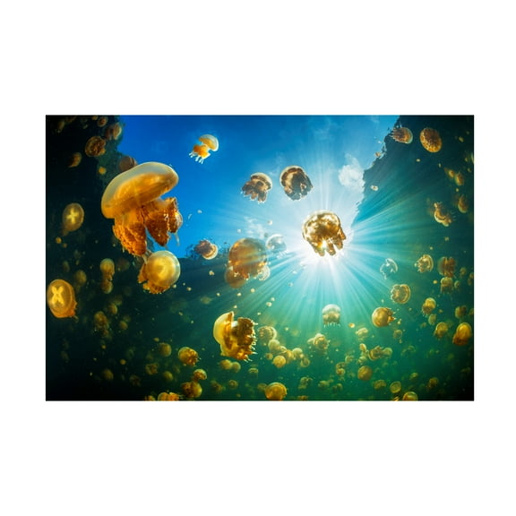 Barathieu Gabriel 'Sunlight And Jellyfish' Canvas Art