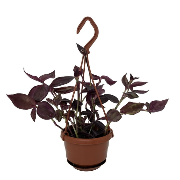 Burgundy Tradescantia - 4" Mini Hanging Basket