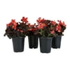 Altman Plants 4 in Begonia Bronze Leaf Red Plant Collection (4-Pack)