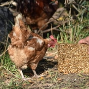 Mealworm Treat Large Cake