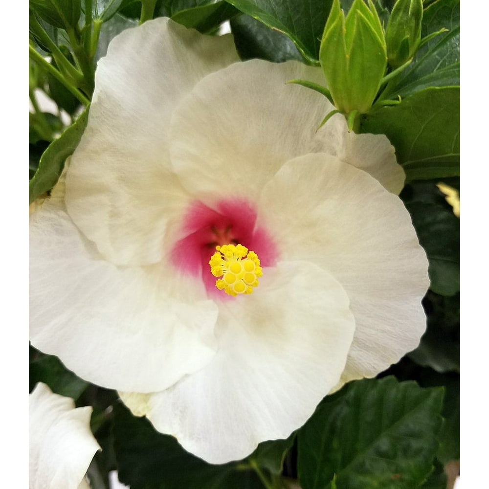 Starstruck Hollywood Hibiscus Plant 3" Pot Indoors or Starstruck Hollywood Hibiscus Plant 3" Pot Indoors or