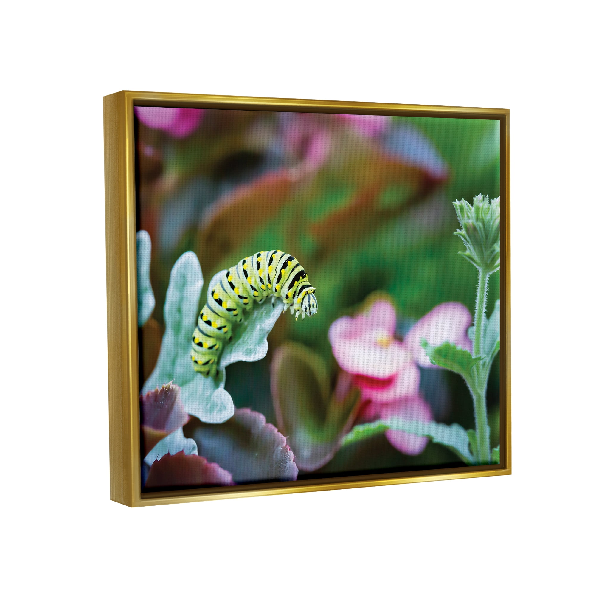 Stupell Industries Caterpillar Nature Photography Animals & Insects Photography Gold Floater Framed Art Print Wall Art, 31 x 25