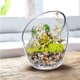 thumbnail image 1 of Cuenco de burbujas inclinado transparente - Pecera y terrario - Tarro de caramelos - Florero redondo (17,5 cm de alto, 14 cm de ancho) Dontodent Kuyhfg Sin marca, 1 of 5