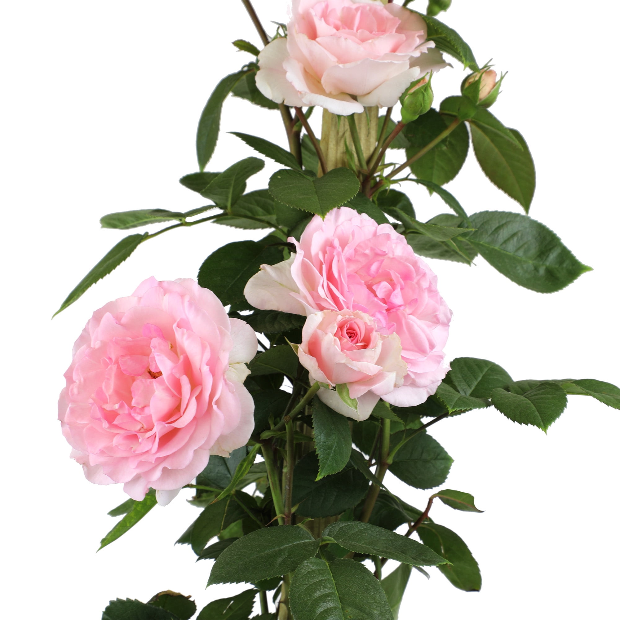 True Bloom 'True Devotion' PP28929 Soft Pink Rose Bush, 8Qt. Pot, Live Garden Roses, Full Sun