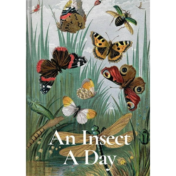 An Insect a Day, (Hardcover)