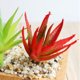 thumbnail image 4 of Gwong Decoración hogareña 1 UNID Artificial Suculenta Planta Brillante Color DIY Home Office Garden Bonsais Decoración Gwong 21042148, 4 of 7
