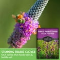 thumbnail image 2 of Purple Prairie Clover Seeds - Full Sun Perennial Native Flower - 3 Packs, 2 of 9