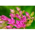 thumbnail image 2 of Engelbrecht, Lisa S. 24x17 White Modern Wood Framed Museum Art Print Titled - Hover Fly on Pink Flowering Sedum, 2 of 4