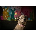 thumbnail image 2 of Country Brook Petz® Deluxe Spring Bunnies Dog Collar - Made in The U.S.A., Medium, 2 of 6