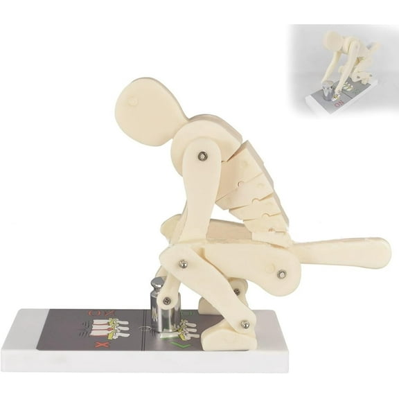 Pro Correct Lifting Model, Human Weightlifting Spine Force Demonstration Model With Base, Human Body Posture Trainer, Interactive Lumbar Spine Trainer For Biomechanics Anatomy