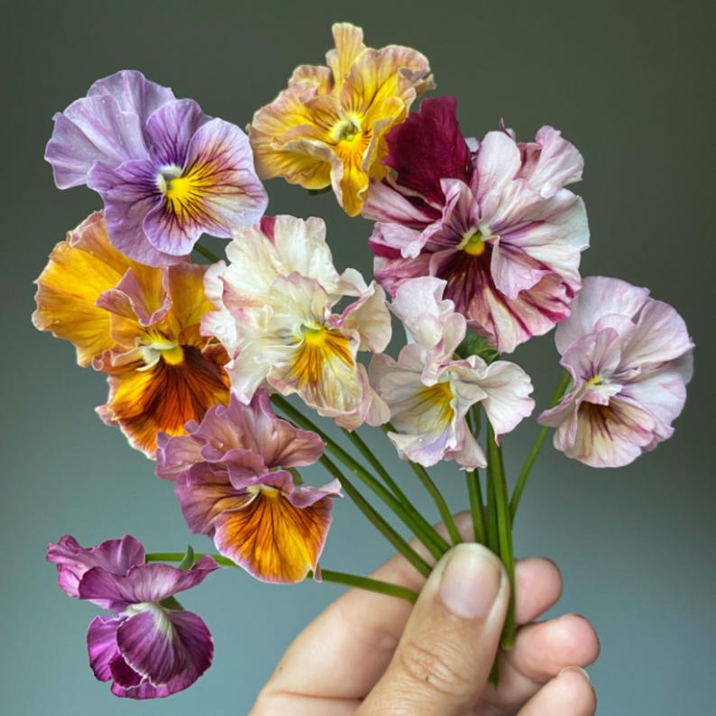 25 Seeds Chianti Mix Pansy - Cold and Draft Resistant - Self-Pollinating - Plant in Late Summer or Early Spring