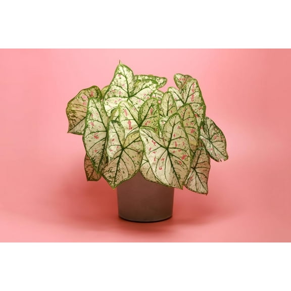 10 Cranberry Star Caladium Bulbs for Planting - Perennial Hosta, Elephant Ears, Fancy (10 Bulbs)