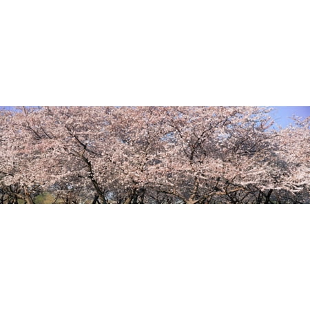 Cherry Blossoms blooming in Springtime National Mall in Washington DC Stretched Canvas - Panoramic Images (27 x (Best Mall In Washington Dc)
