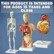 Evviva Sciences Human Heart, Torso and Skeleton Models - Best Set of 3 Hands-On 3D Model Study Tools for Anatomy and Physiology Students - with Anatomical Guide by Physicians - Learning Kit