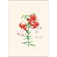 thumbnail image 5 of Juego de tarjetas de notas Earth Sky + Water, 8 unidades, 9 × 13 cm, 5 of 5