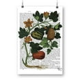 thumbnail image 1 of Squash Vine Poster - Fab Funky Designs,, 1 of 3