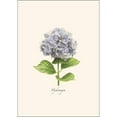 thumbnail image 2 of Earth Sky + Water - Hydrangea Notecard Set - 8 Blank Cards with Envelopes, 2 of 3