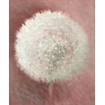 thumbnail image 2 of Verdonck, Elisabeth 15x17 Black Ornate Wood Framed with Double Matting Museum Art Print Titled - Dandelion Clock I, 2 of 4