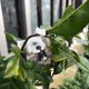 thumbnail image 4 of Clips de soporte para plantas, 120 unidades, 90 grados, para doblar tallos de plantas, clips de entrenamiento de bajo estrés para plantas de exterior, entrenamiento de bajo estrés, bricolaje., 4 of 5