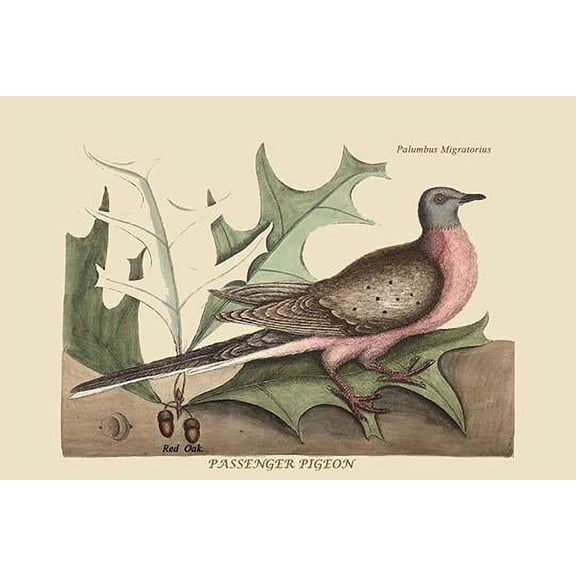 Passenger Pigeon-Fine Art Canvas Print (20" x 30")