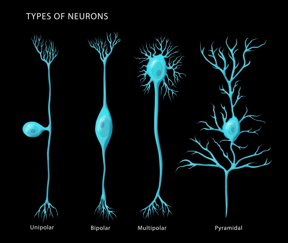 Types of Neurons Poster Print by Monica SchroederScience Source ...
